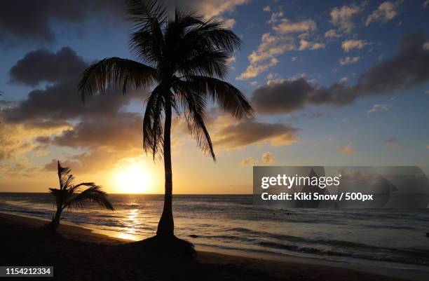 coconut sunset - guadeloupe photos et images de collection