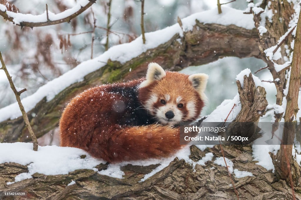 Cute Fluffy Red Panda In Winter Forest