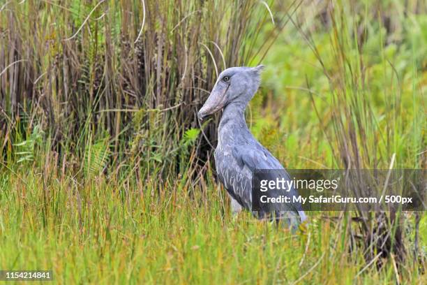 shoebill stork in tablets swamp, uganda - shoebilled stork fotografías e imágenes de stock