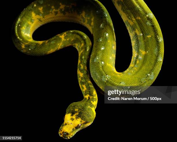 37 Snake In A Tree Silhouette Stock Photos, High-Res Pictures, and ...