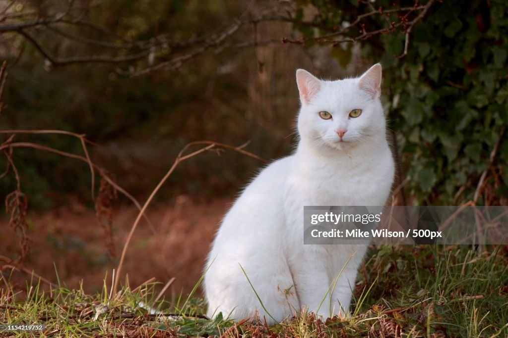 A White Cat Alone In The Countryside