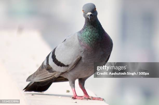 the pose - pigeon stock-fotos und bilder