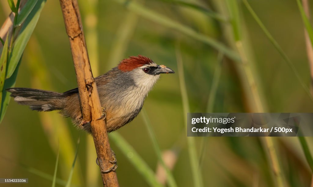 Chestnut Capped Babbler