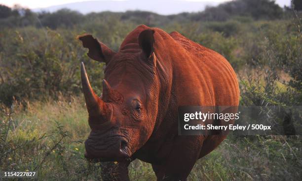 africa- a large southern white rhinoceros charging - neushoorn stockfoto's en -beelden
