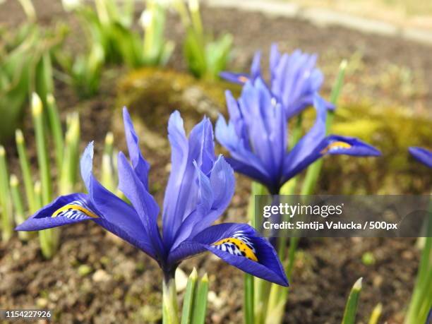 spring flowers - iris reticulata stock pictures, royalty-free photos & images