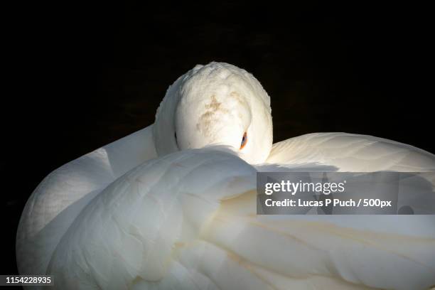 embden goose in close up - schnabel stock-fotos und bilder