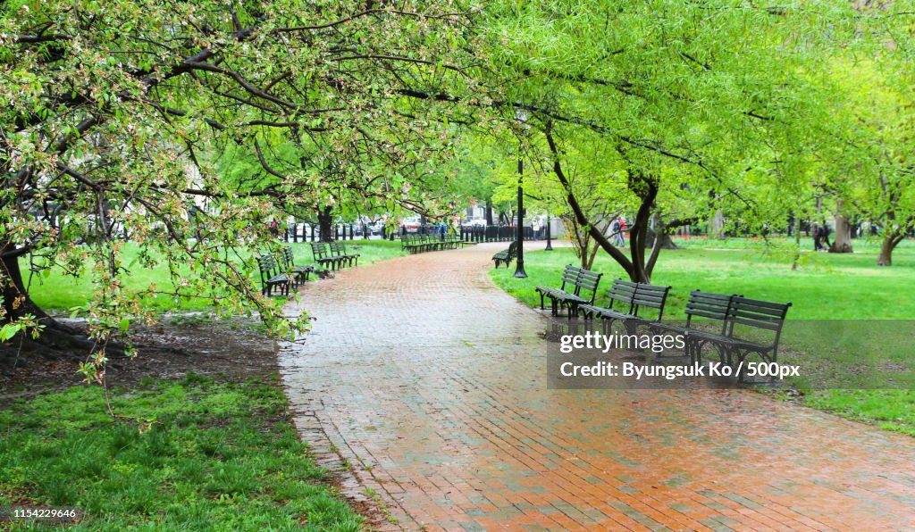Empty Benches In The Green Park