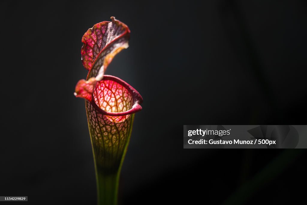 Sarracenia Leucophylla Bbq