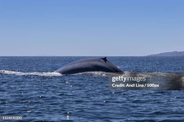 blue whale - sea of cortez stock pictures, royalty-free photos & images