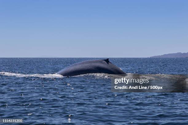 blue whale - mar de cortês imagens e fotografias de stock