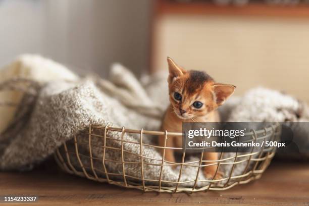 ginger kitten in a basket with a blanket - purebred cat fotografías e imágenes de stock