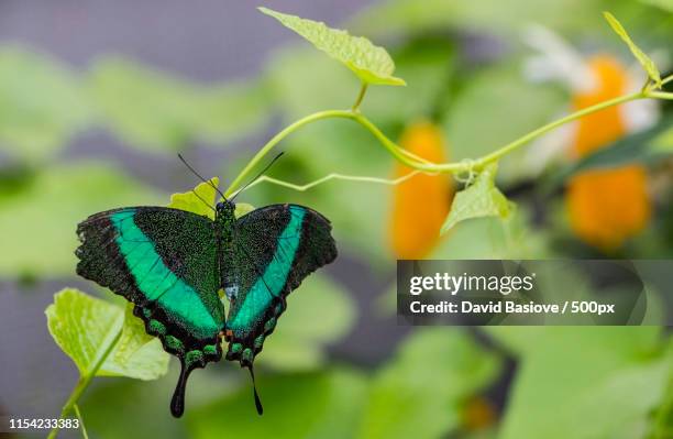 banded peacock - papilio palinurus stock pictures, royalty-free photos & images