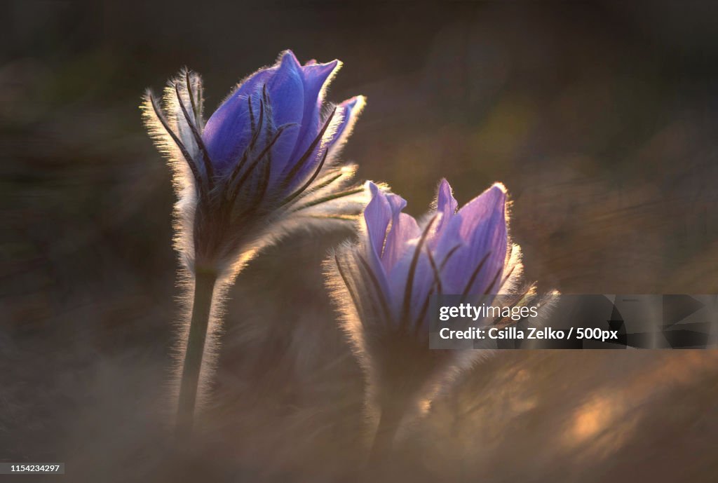 Pulsatilla Grandis Buds