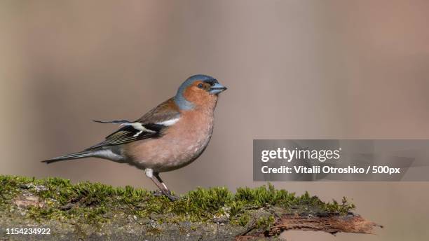 common chaffinch - finch stock pictures, royalty-free photos & images