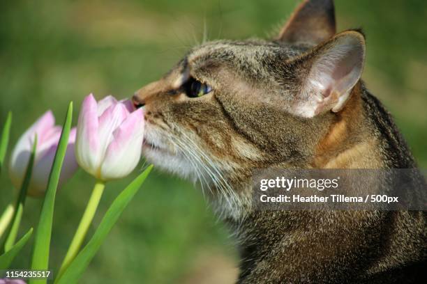 smelling the tulips - tulips cat stock-fotos und bilder