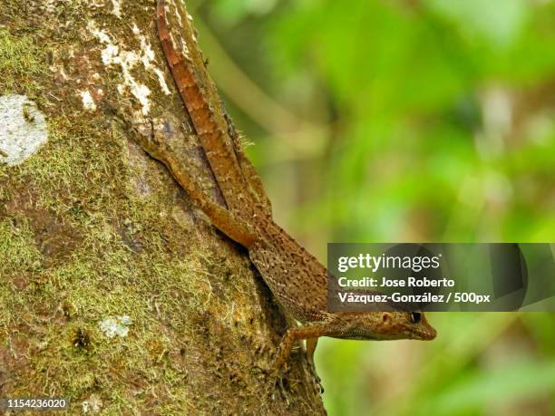 hiding in plain sight - anole lizard stock pictures, royalty-free photos & images