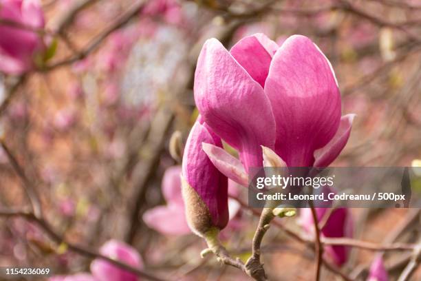 tulip tree flowers - tulpenboom stockfoto's en -beelden