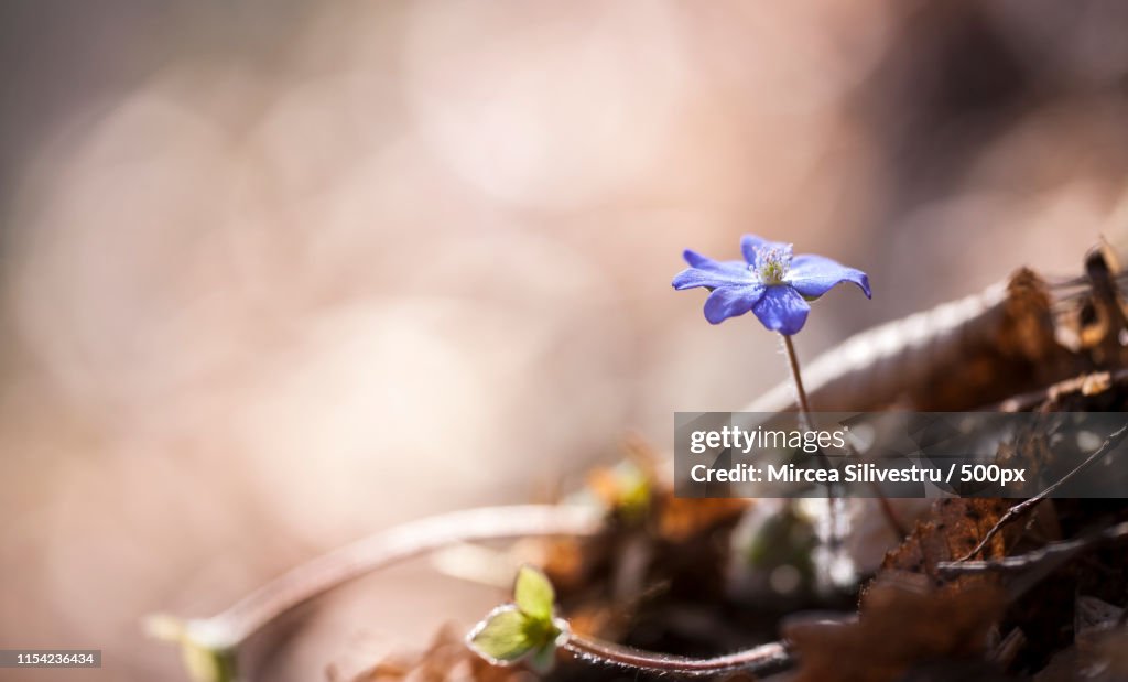 Floral Photo
