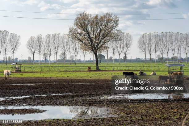 cows in a farm near lodi, milan - lodi lombardy stock pictures, royalty-free photos & images