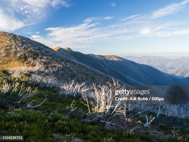 alpine dawning - snow gums stock pictures, royalty-free photos & images