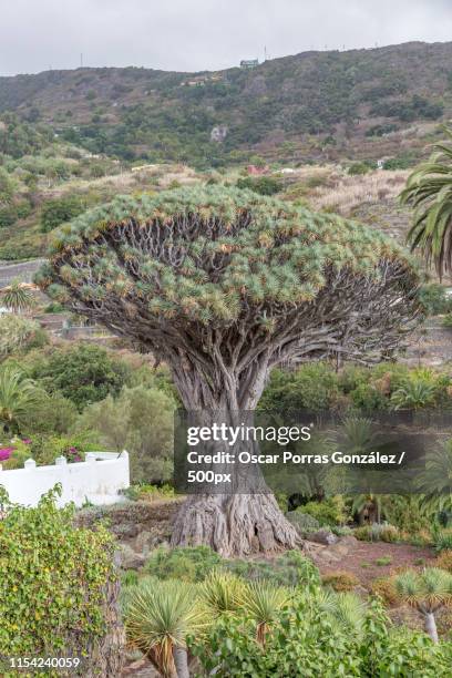 ancient dragon tree (drago) in icod wine, tenerife, c - draco the dragon constellation stock pictures, royalty-free photos & images