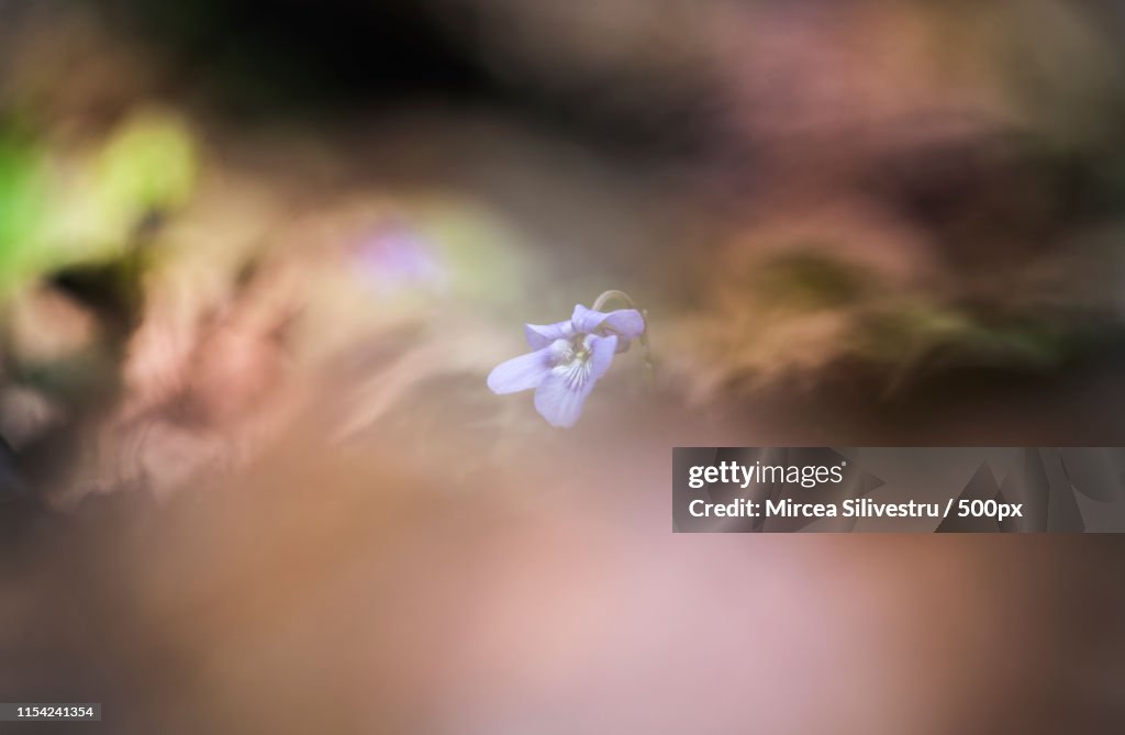 Nature Image