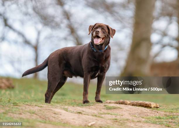 rocky - chocolate labrador retriever stock pictures, royalty-free photos & images