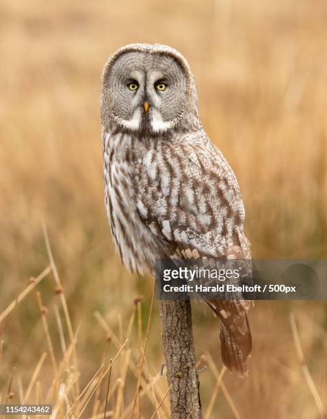 great grey owl - laplanduil stockfoto's en -beelden