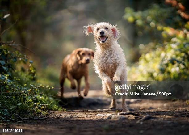 monty & finley - dog running stock pictures, royalty-free photos & images