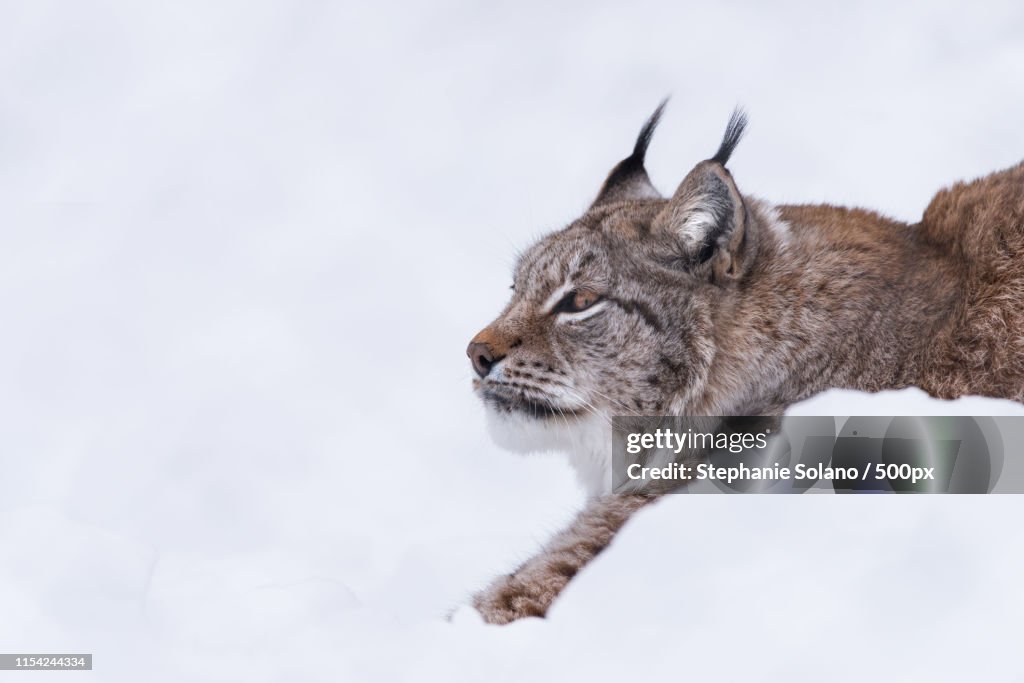 Close-up of lynx on snow