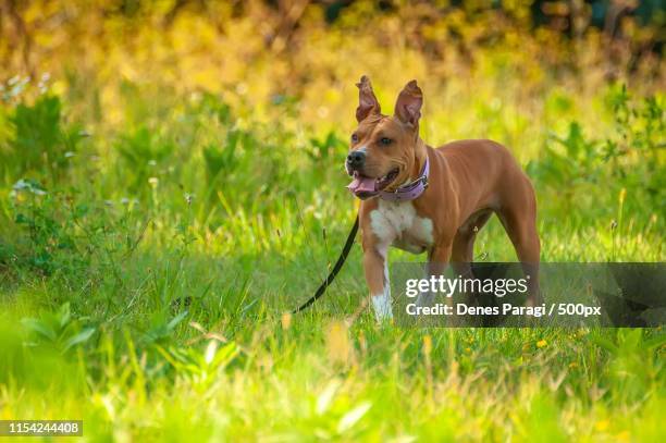 american staffordshire terrier standing on the grass - stafford terrier stock pictures, royalty-free photos & images