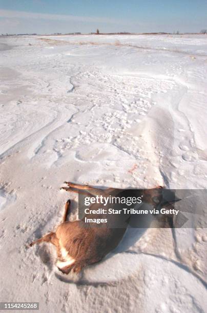 A Dead deer lies in a snowcovered Field near Benson. The mortality rate of deer this winter is High due to snow depth, lack of food sources and...