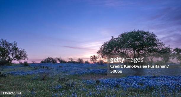texas bluebonnets at sunrise - blue hour - fredericksburg texas stock-fotos und bilder