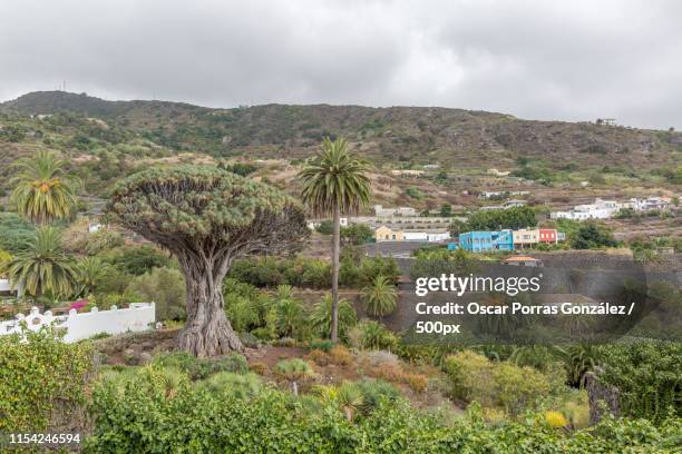 famous drago tree - icod, tenerife, canary islands - draco the dragon constellation stock pictures, royalty-free photos & images