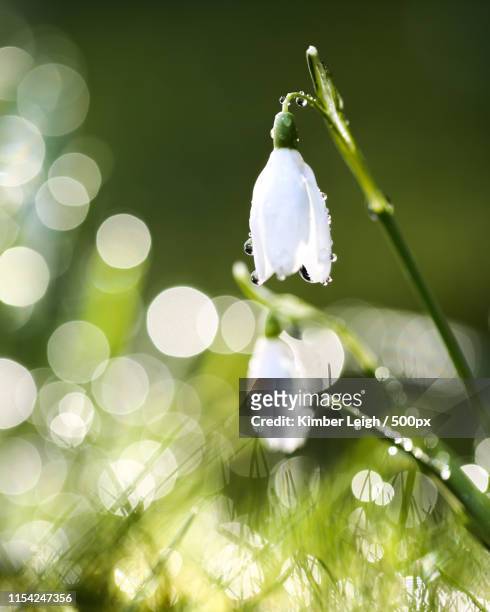 springtime magic - snowdrops stockfoto's en -beelden