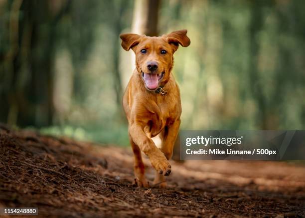 monty - labrador retriever stock-fotos und bilder