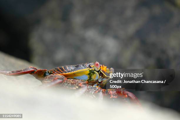 rock crab (grapsus grapsus) - callao foto e immagini stock