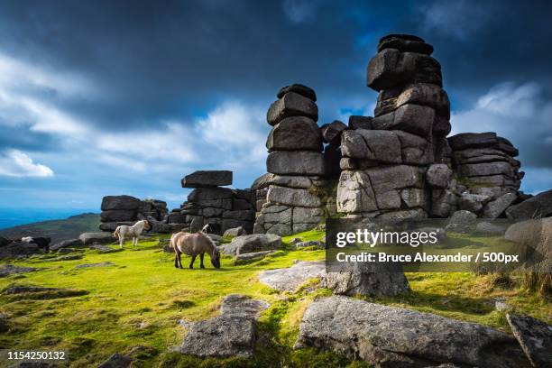 wild ponies of dartmoor - hällmark bildbanksfoton och bilder