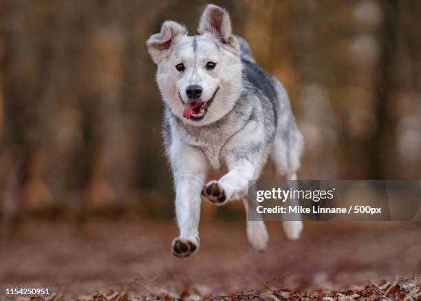 mixed breed dog portrait - husky stock pictures, royalty-free photos & images
