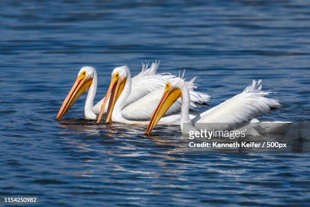 three american white pelicans - national wildlife reserve fotografías e imágenes de stock