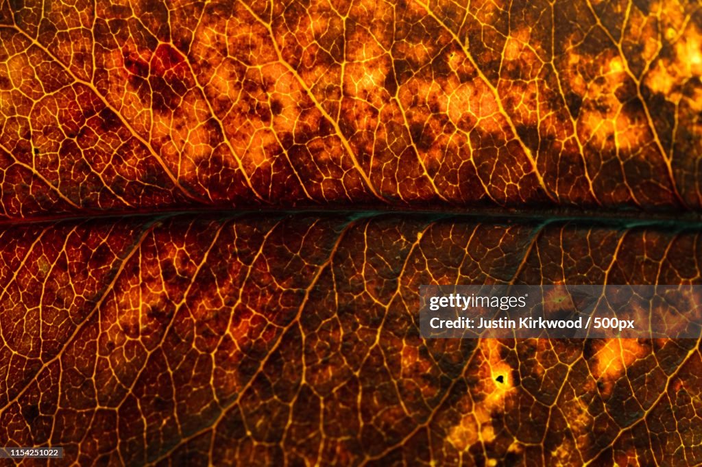 Burning Leaf