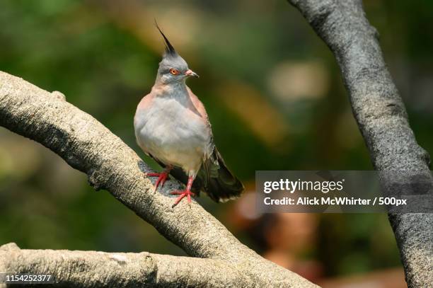 crested pigeon - ocyphaps lophotes stock pictures, royalty-free photos & images