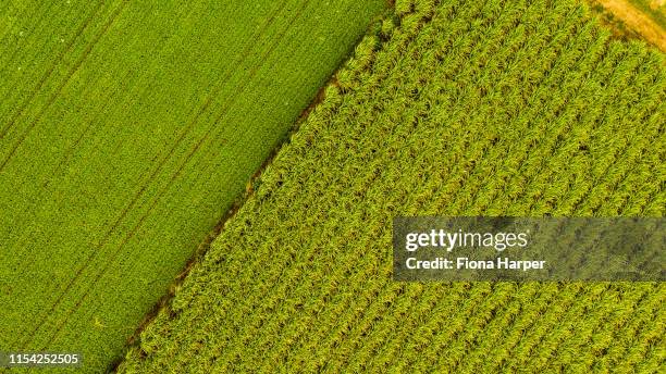 aerial drone photo of sugarcane plantation - cairns aerial stock pictures, royalty-free photos & images