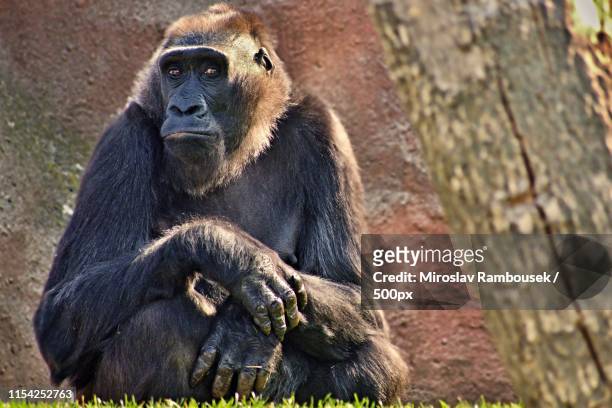honest look(gorilla gorilla) - ubud monkey forest stock pictures, royalty-free photos & images