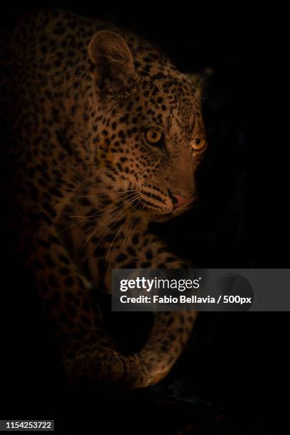 close to me - dark panthera stock pictures, royalty-free photos & images