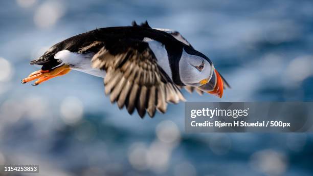 close-up of flying atlantic puffin - bj* stuedal stock pictures, royalty-free photos & images