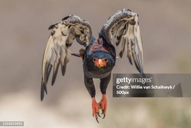 bateleur taking off - bateleur eagle stockfoto's en -beelden