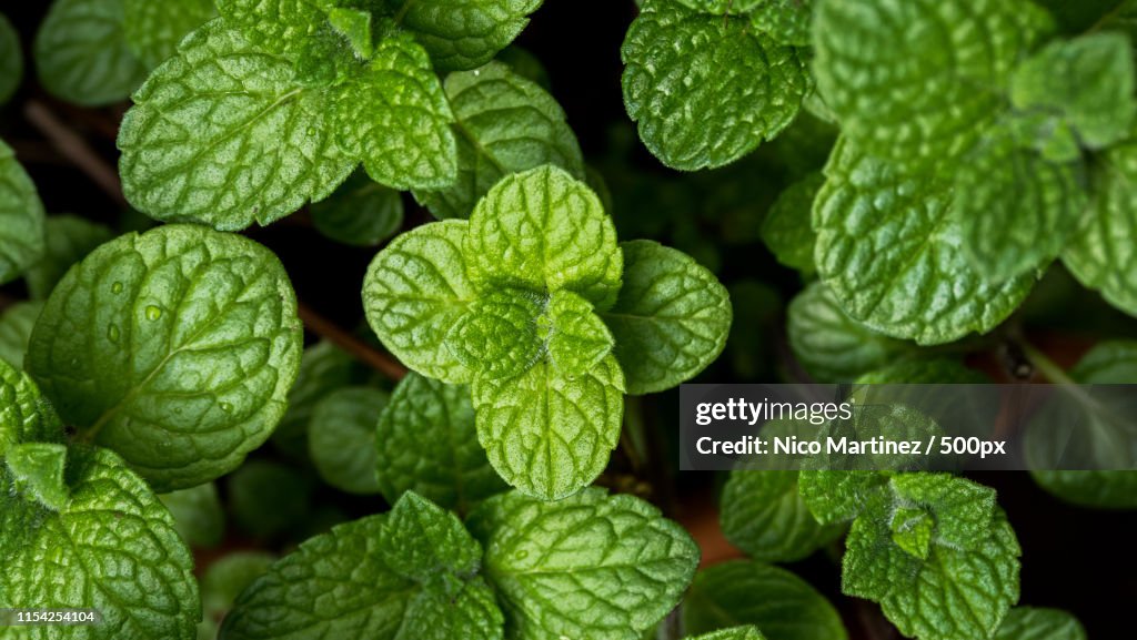 Spearmintmentha Spicata