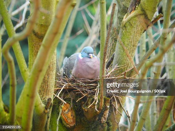 nesting pigeon - animal nest stock pictures, royalty-free photos & images