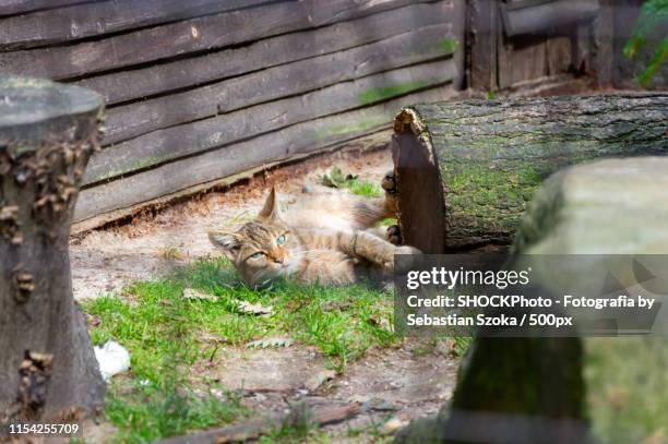 european wildcat - ostrava stock pictures, royalty-free photos & images